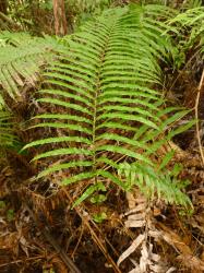 Blechnum novae-zelandiae. Sterile frond with numerous pairs of long, narrow, acuminate pinnae, reducing to small rounded lobes at the base.
 Image: L.R. Perrie © Leon Perrie CC BY-NC 3.0 NZ